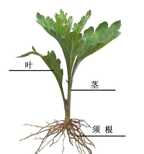 大菊花春天繁殖技巧大揭秘（学会这些关键步骤，让你的大菊花春天更加绚丽多彩）
