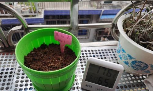 以六倍力花怎么种植（掌握六倍力花的种植技巧，打造花园新亮点）