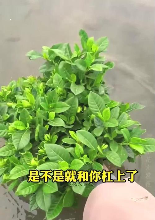 栀子花老掉花骨朵的原因及处理方法（揭秘栀子花掉花骨朵的真相，教你有效护理栀子花）