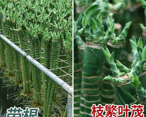 以转运竹怎么水养（揭秘转运竹的水养技巧，助您打造幸运之家）