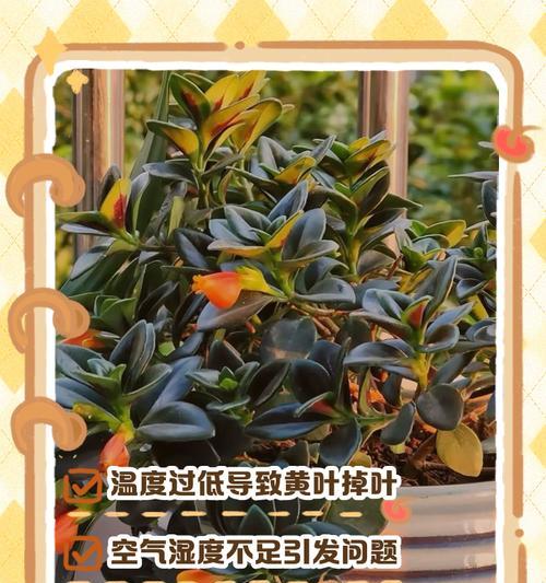 吊兰移栽后叶子枯萎的处理方法（解决吊兰移栽后叶子干枯的有效技巧）