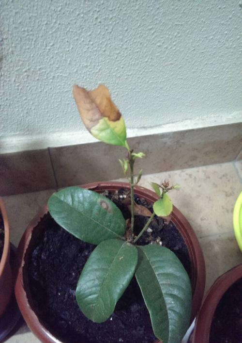 天竺葵花新芽为什么会变黑？（探究天竺葵花新芽变黑的原因及应对方法）