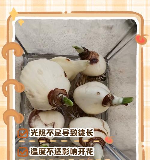 水仙花叶子养下垂了怎么办？（教你轻松解决水仙花叶子下垂问题）