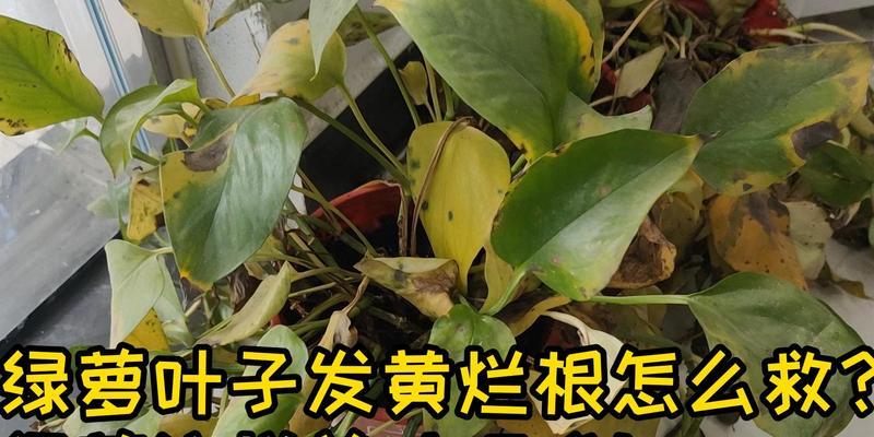 绿萝复合肥烂根叶子的处理方法（绿萝复合肥烂根叶子怎么办？一起来了解解决方案吧！）