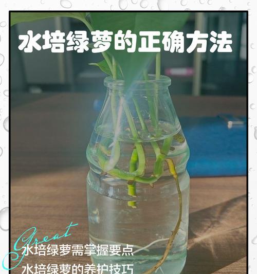 怎样拯救冻蔫的绿萝？（救治冻蔫绿萝的有效方法及注意事项）