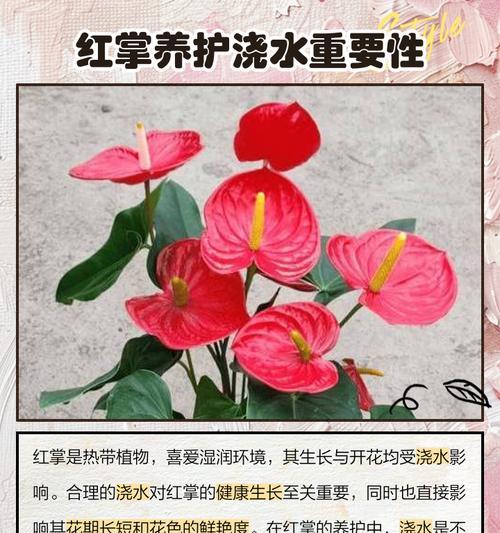 水养红掌开花的秘诀（揭示红掌开花的关键技巧和注意事项）