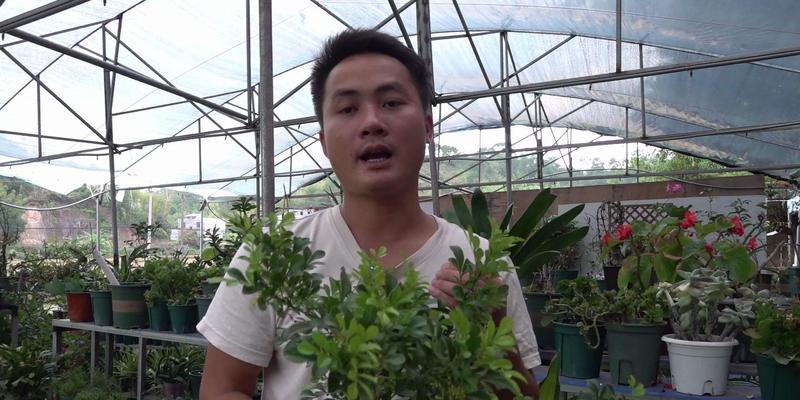 如何解决米兰花苞不开花的问题（培养秘诀，让米兰花绽放芬芳）