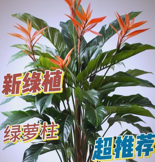 冬季绿萝柱的养护秘籍（冬季养护绿萝柱，打造繁茂绿意）