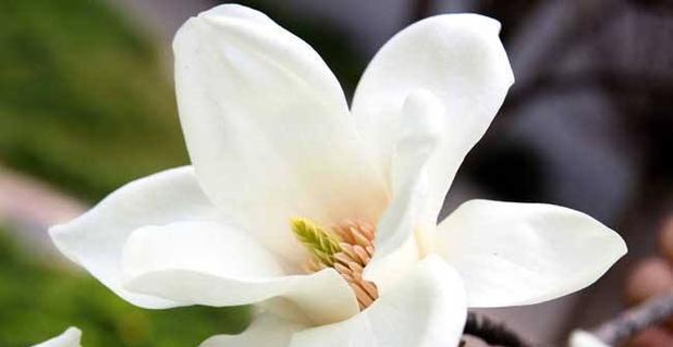 白兰花的种类与特点（探秘白兰花的魅力与价值）