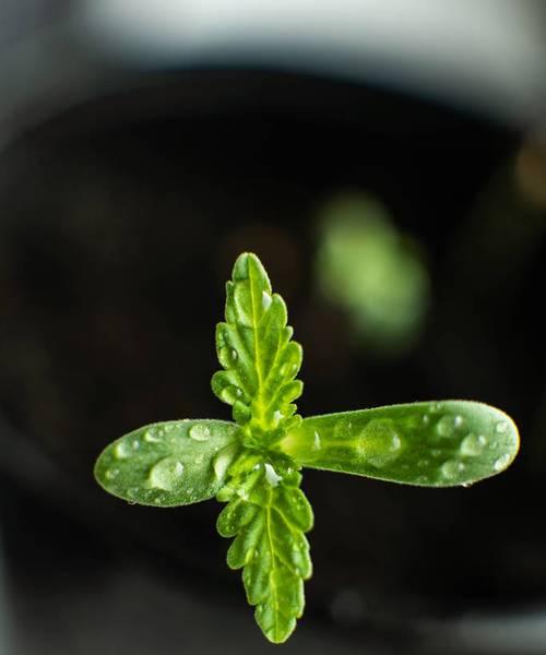 幼苗栽培技巧大全（从播种到成长，助您成功种植健康幼苗）