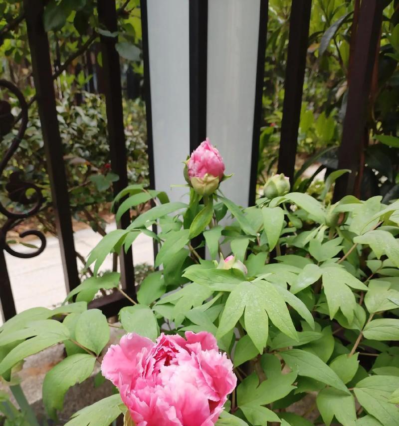 牡丹花的叶子形状及特点（探究牡丹叶子的多样性）