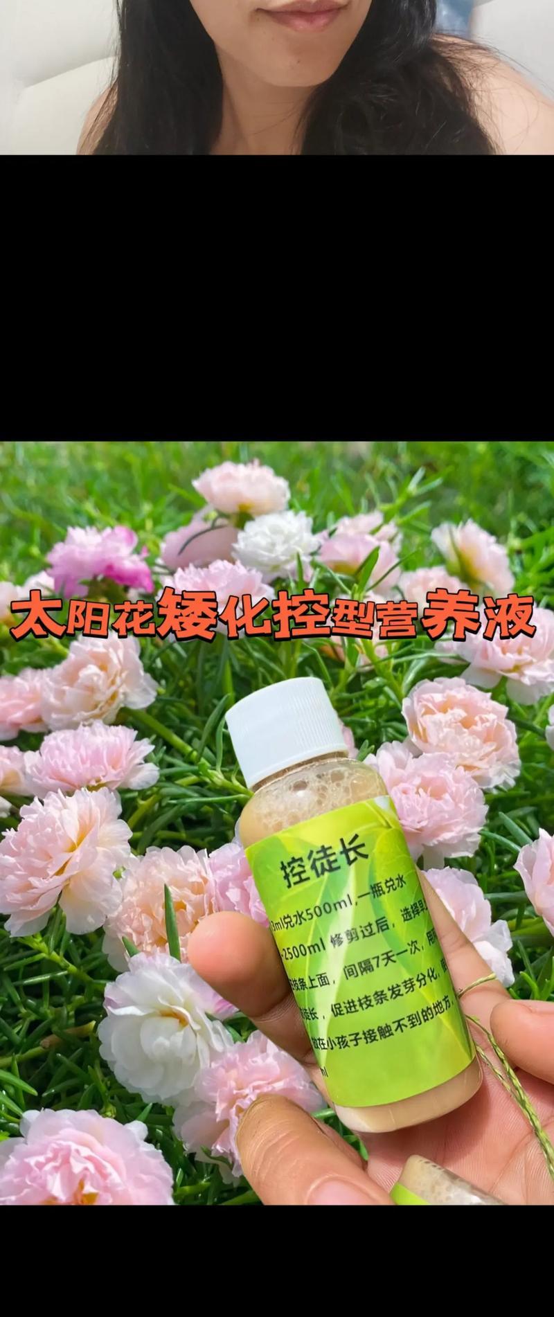 向日葵的多开花养殖技巧（打造花海，享受盛夏美景）