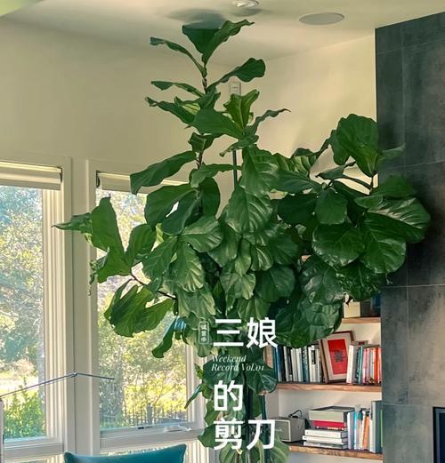榕树树干里生虫的治疗方法（有效防治榕树树干寄生虫，保护榕树健康成长）