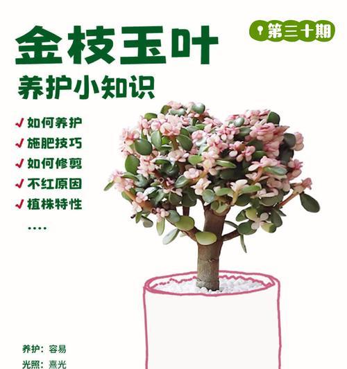 金枝玉叶怎样养护才能焕发出最美的设计（打造独特风格，让金枝玉叶更加出彩）