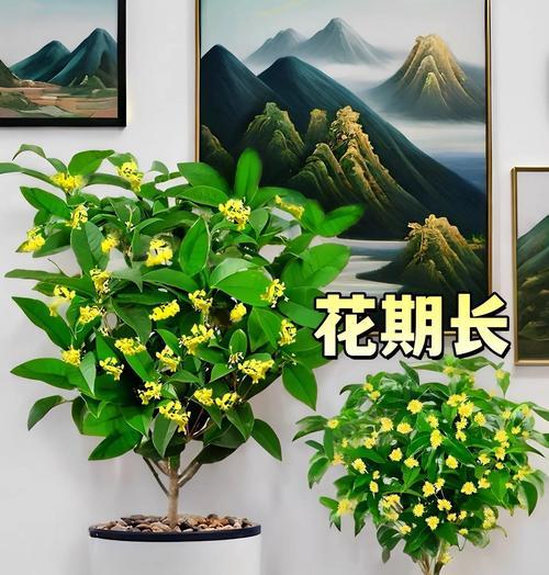 如何养好桂花树？（分享养护桂花树的秘诀）