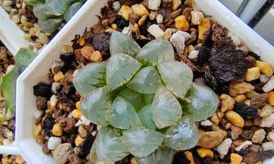 玉露干瘪瘪（玉露干瘪瘪的成因、影响和解决方法）