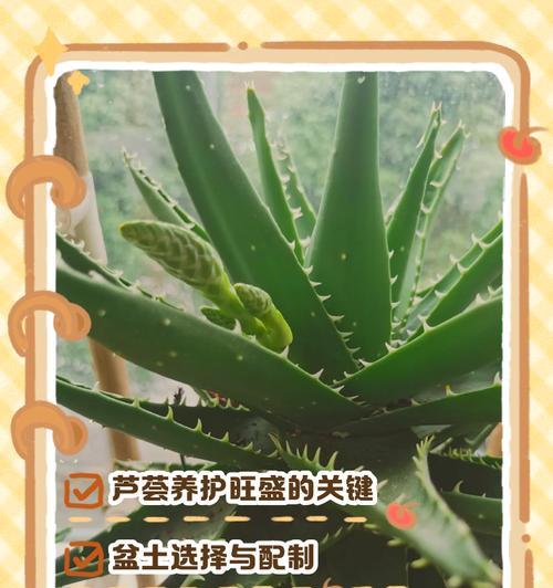以木剑芦荟怎么养根？（探索木剑芦荟的养根秘籍）