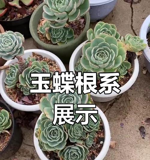 如何养殖新种玉蝶（探索新变种养殖的奥秘）