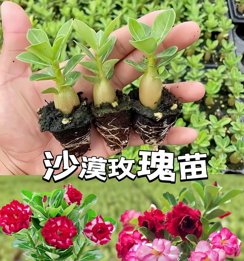 如何成功养护沙漠玫瑰花