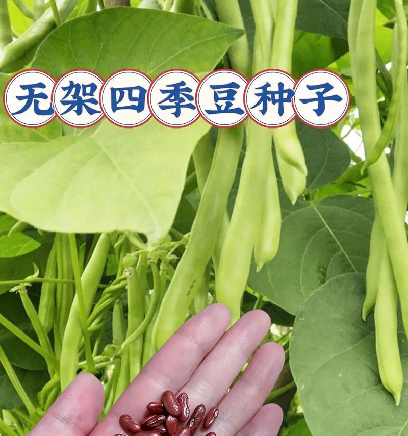四季豆可以生吃吗？解析生吃四季豆的好处与坏处（了解四季豆的营养价值和毒素成分，谨慎生吃）