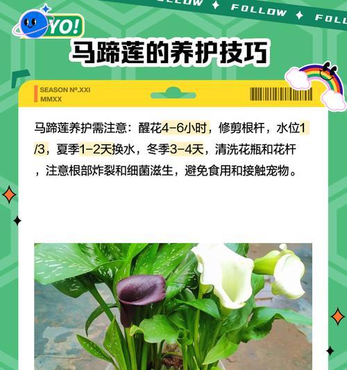 以彩马蹄莲怎么才能发芽（宝贵的种子需要正确的方法来孕育生命）