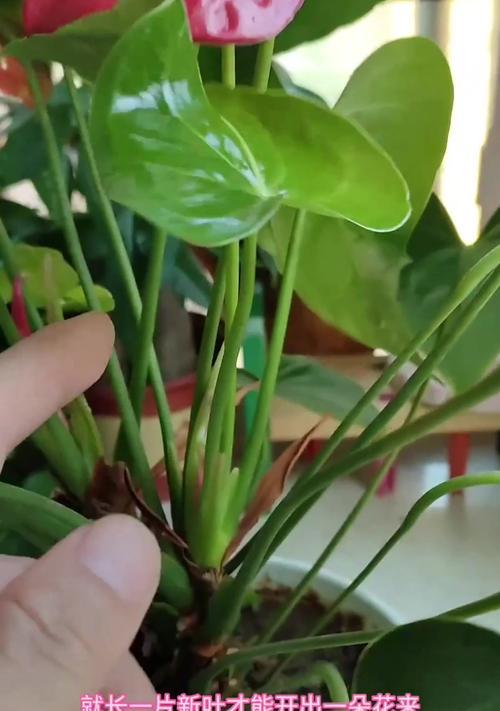 红掌不红发绿之谜解析（探讨为什么红掌不红发绿的奇特现象）