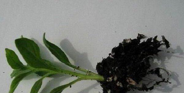 牵牛花的移植技巧（打造绚丽花园的关键）