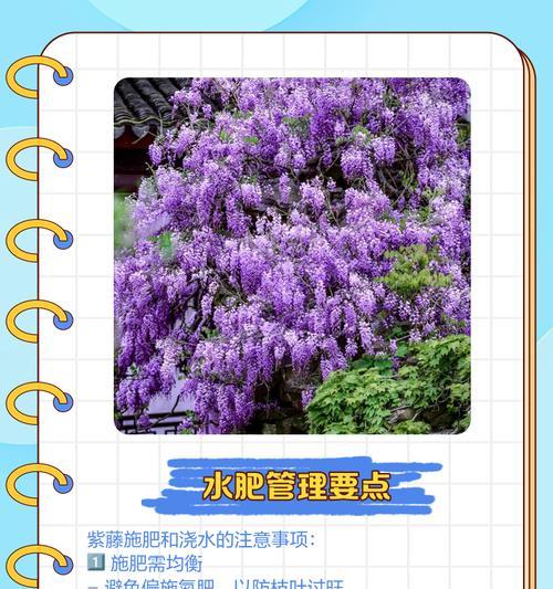 紫藤冬季养护的关键技巧（如何正确护理紫藤以确保其健康茂盛的冬季）
