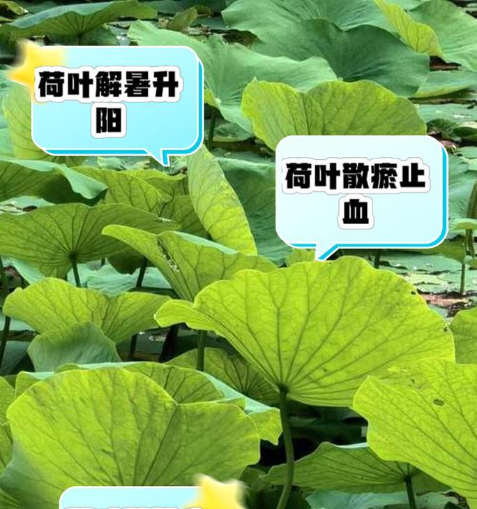 荷叶的植物类型及特征（探究荷叶的形态、生长环境及用途）