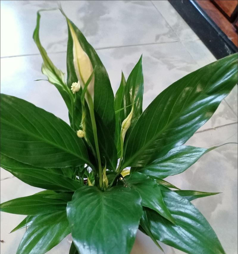 白掌叶子干枯修剪指南（如何修剪干枯的白掌叶子，让植物恢复生机）