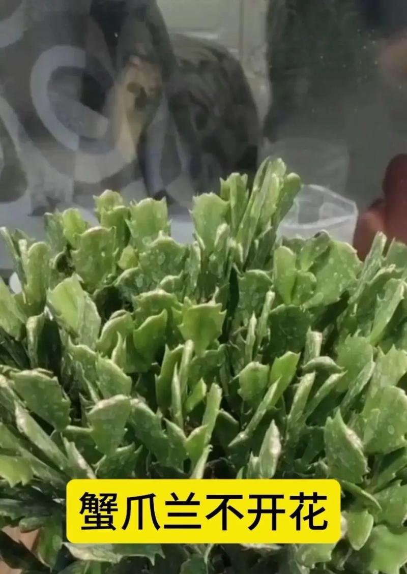 胖蟹爪兰盛放的奇迹（揭秘胖蟹爪兰开花的奥秘）