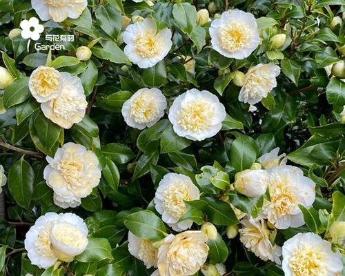 山茶花能否在室内养护？——解析山茶花毒性问题（了解山茶花的毒性成分）