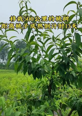 秋天移栽桃树的正确方法（选择最佳季节，让桃树生长更健康）