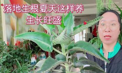 落地生根的养殖方法及关键要素（打造健康的植物根系，助力成功繁衍）