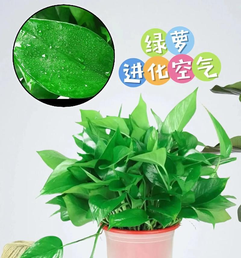 绿箩盆（让绿箩盆成为你家的小天地，给生活带来更多的活力与美好）