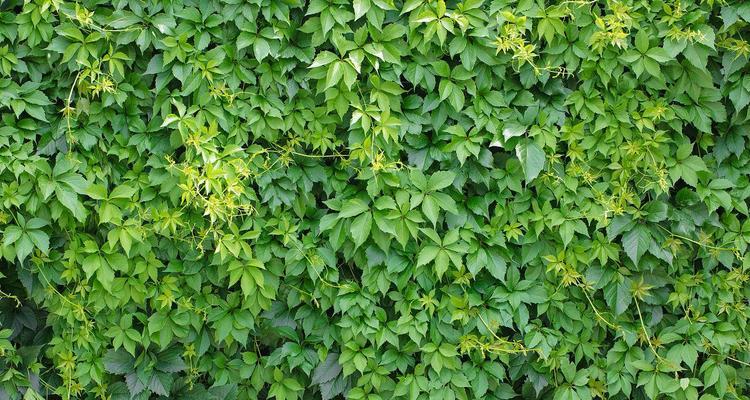爬山虎叶子的特点与形态（探索爬山虎叶子的外观、大小和颜色等特征）