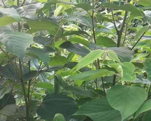 探究拐枣树的结果能力——一棵能结果的拐枣树（拐枣树的果实特点、种植要点、繁殖技巧）
