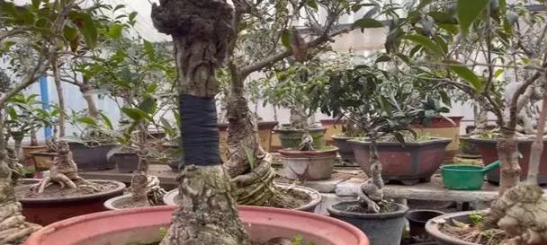 桂花浇水的技巧与注意事项（用心呵护桂花悉心浇灌美丽）