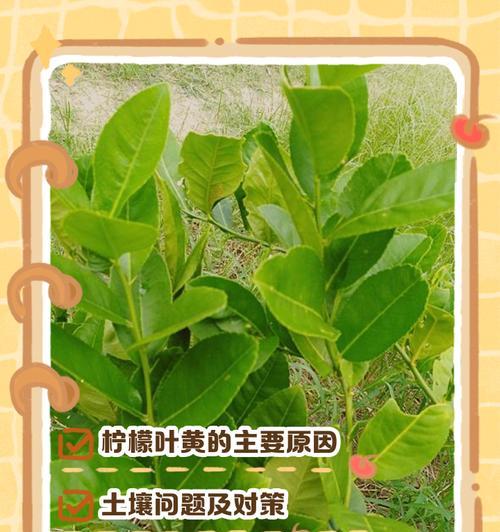 柠檬树掉叶子该如何处理（解决柠檬树掉叶子的最有效方法）