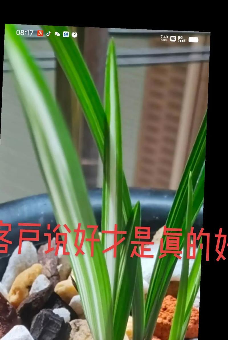 白墨兰花养护指南（白墨兰的种植技巧与注意事项）