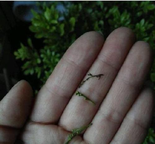 揭秘米兰花脱落的真相（追踪米兰花掉落的原因与处理方法）