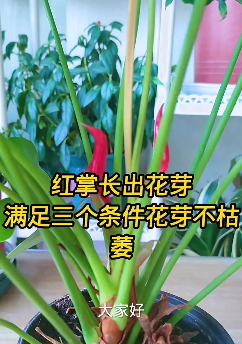 红掌花老了怎么办？善待生命，重拾青春（家庭养护技巧，延长红掌花的生命）