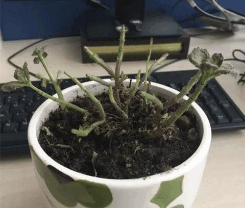 薄荷烂根的解决办法（揭秘薄荷烂根的成因与治疗方法）