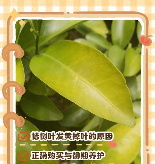 橘子树叶子下垂的原因与解决办法（探究橘子树叶子无法直立的原因，提供有效的解决办法）