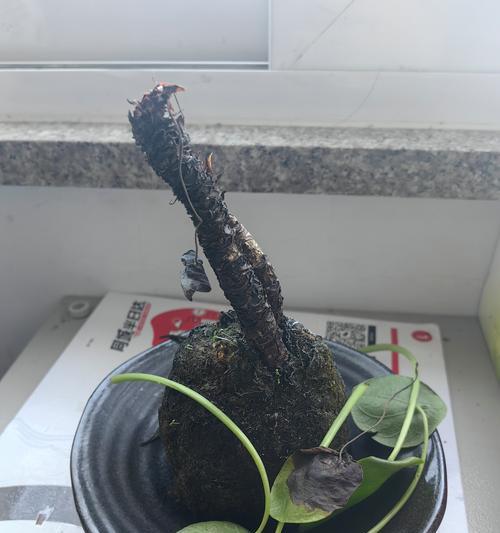 镜面草卷叶之神秘奥秘（揭开镜面草卷叶的自然之谜）
