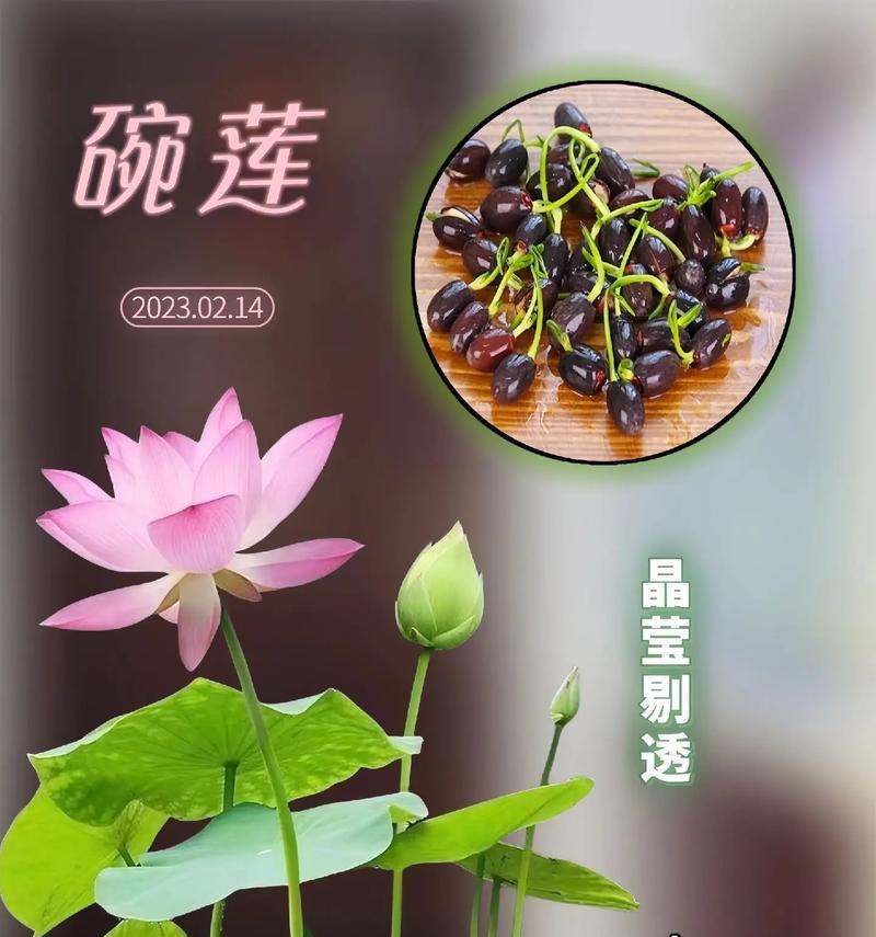 四季水培（四季水培，让你的植物在寒冷季节依然欣欣向荣）