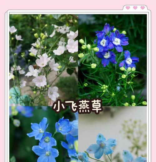 宿根飞燕草养护指南（轻松打理，让你的飞燕草常年开花不断）