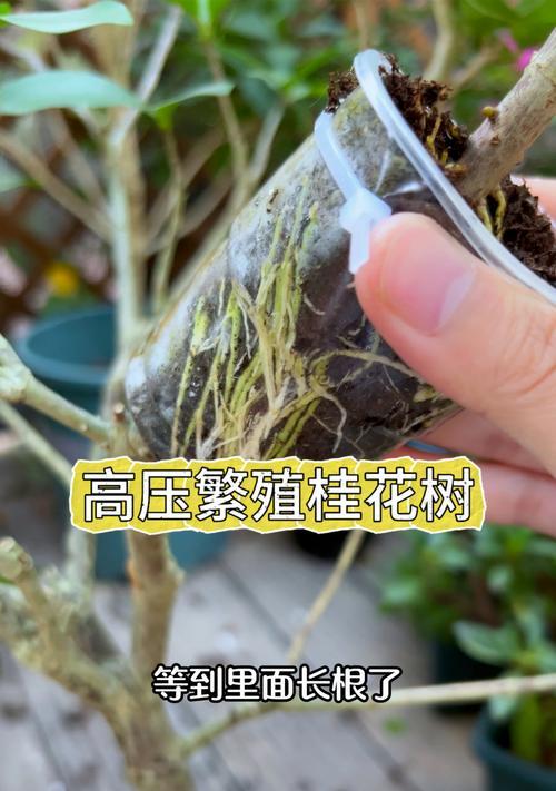 如何养活桂花树，让其健康茁壮？（桂花树养护技巧与注意事项，助您打造芬芳园林）