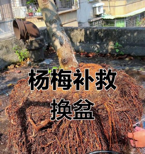 换盆后的土怎么处理？（有效利用换下来的土壤，环保又实用）