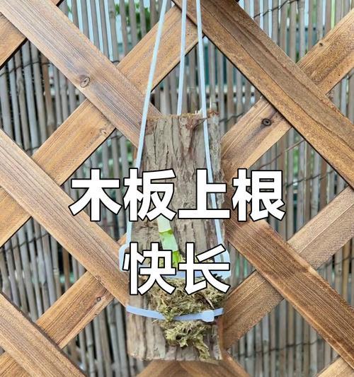 以石斛怎么繁植（掌握石斛繁植技巧，轻松种出健康美丽的石斛花）